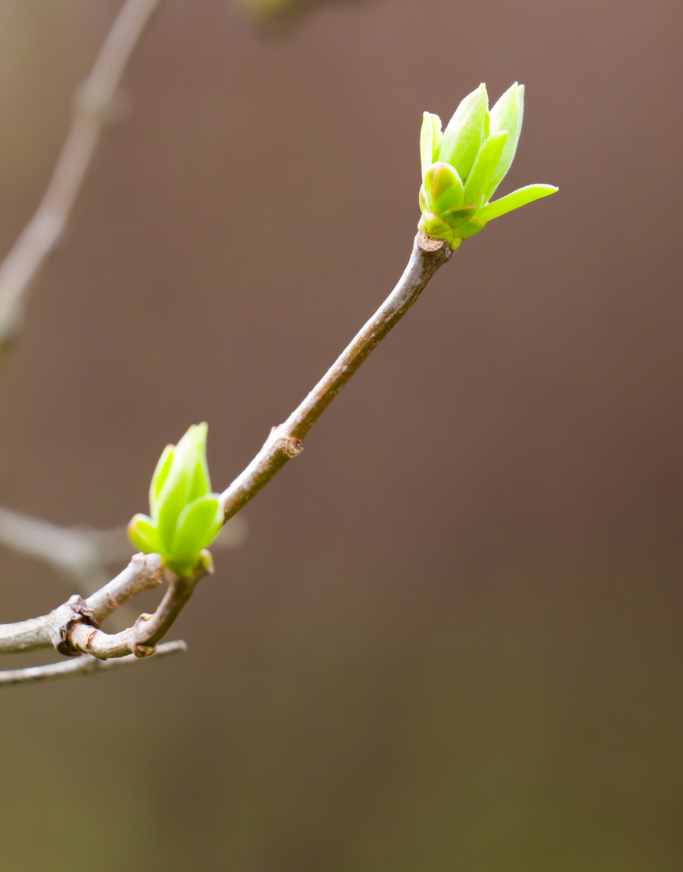 Danielle Barbereau - Divorce Coaching